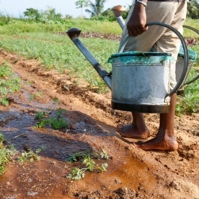 Farm watering . African agriculture. Togo.