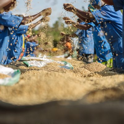 Close up of African American workers sorting out coffee beans in coffee farm